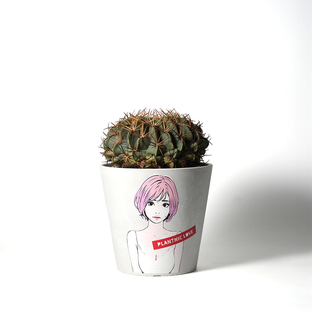 Ferocactus Amagi
