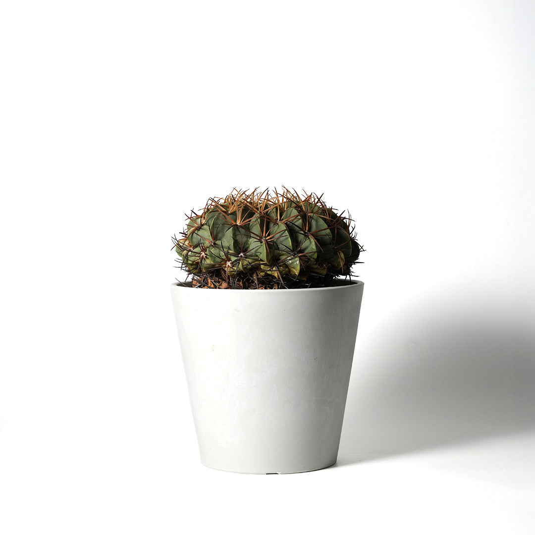 Ferocactus Amagi