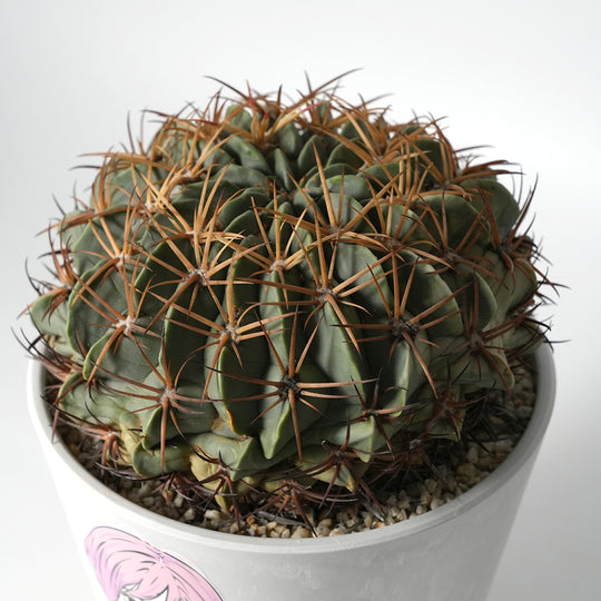 Ferocactus Amagi