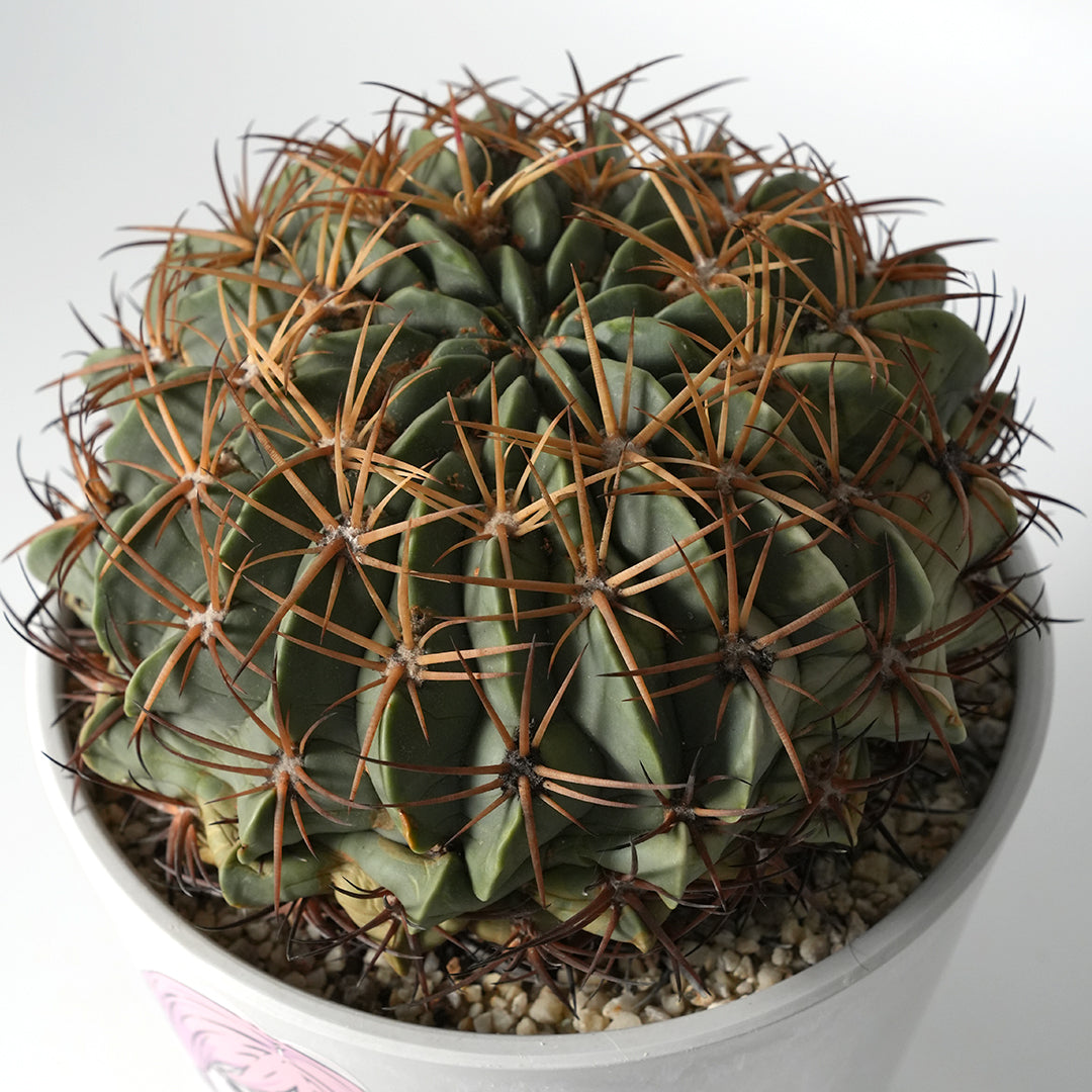 Ferocactus Amagi