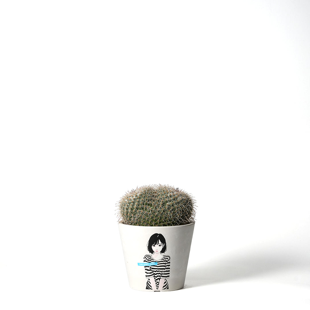 Mammillaria Seal