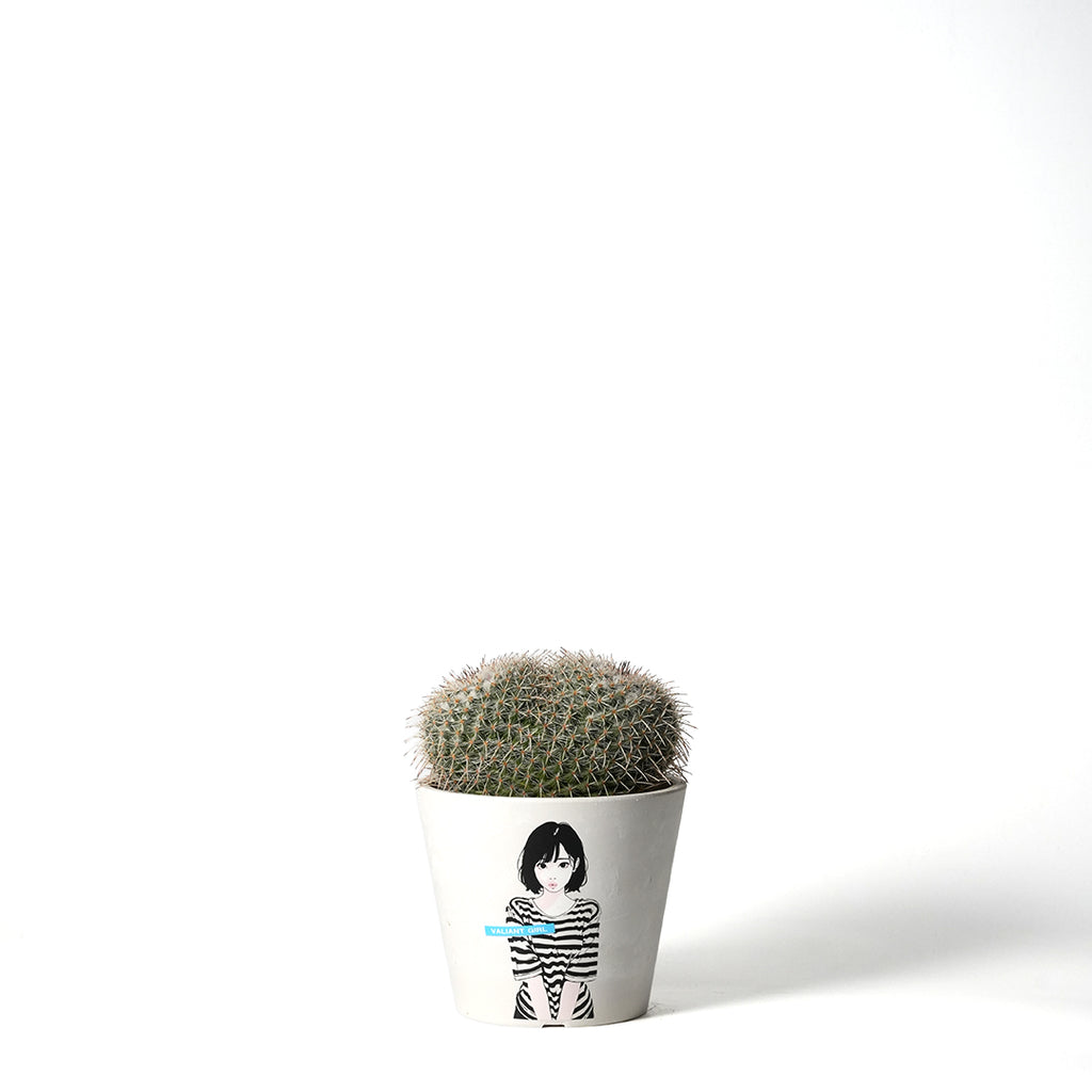 マミラリア・アザラシ – VALIANT GALLERY ONLINE