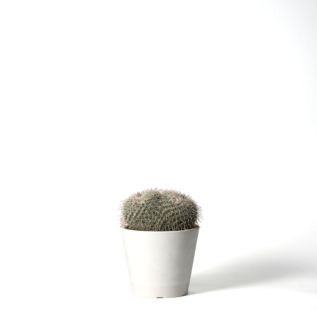 Mammillaria Seal