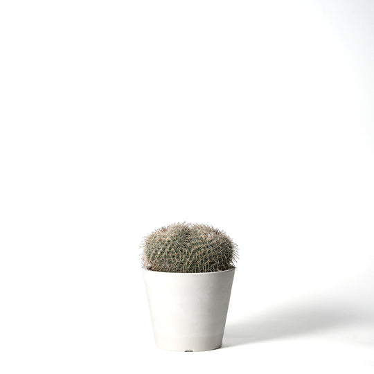 Mammillaria Seal