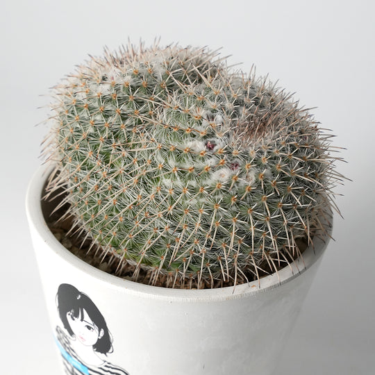 Mammillaria Seal