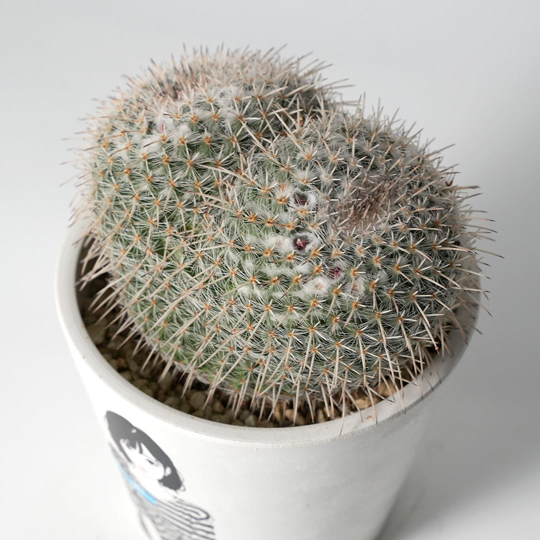 Mammillaria Seal