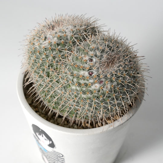 Mammillaria Seal