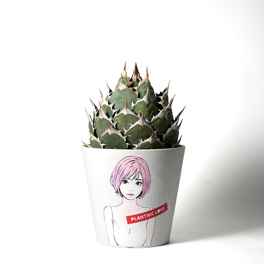 アガベ チタノタ オテロイ