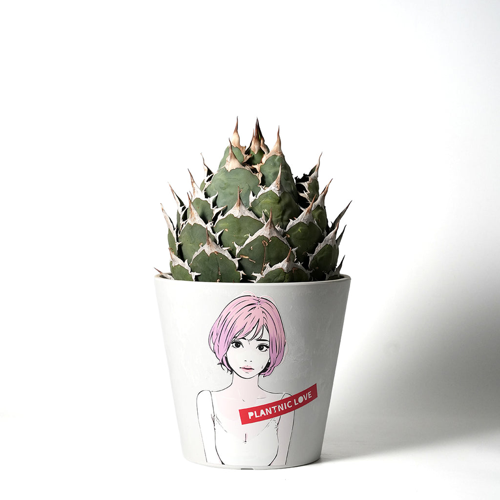 アガベ チタノタ オテロイ – VALIANT GALLERY ONLINE