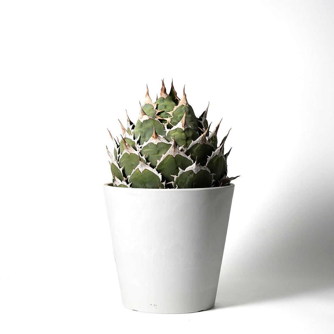 アガベ チタノタ オテロイ