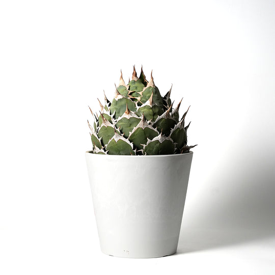 アガベ チタノタ オテロイ