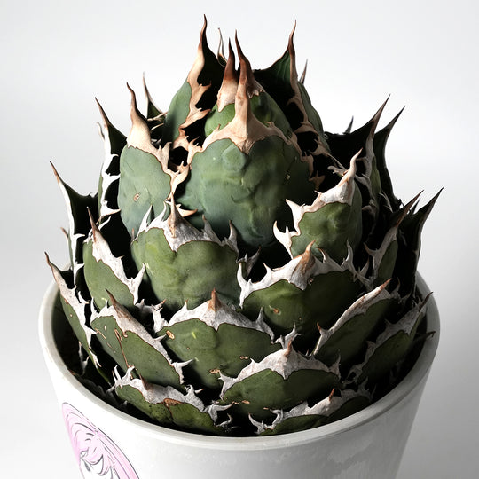 アガベ チタノタ オテロイ