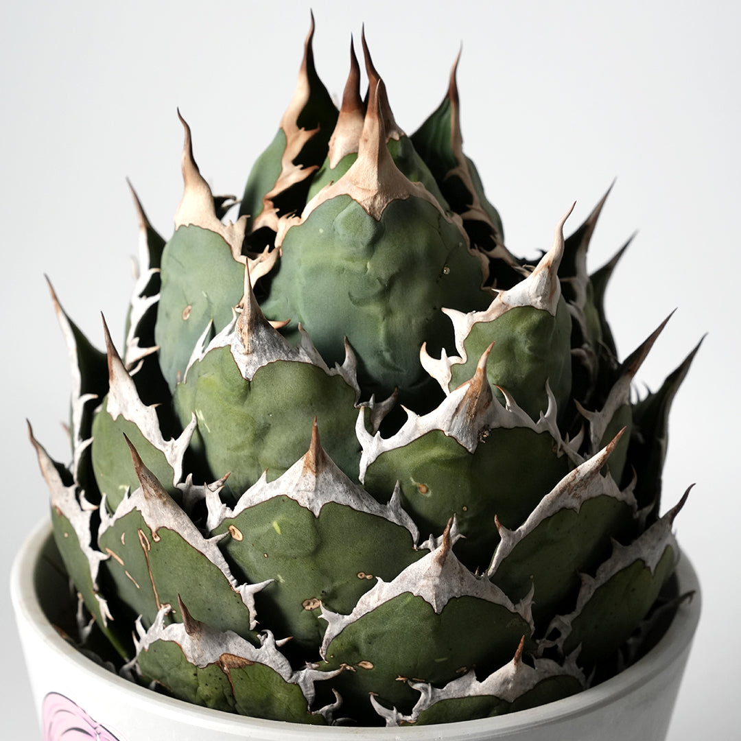 アガベ チタノタ オテロイ