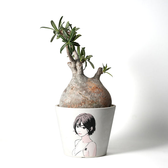 パキポディウム グラキリス