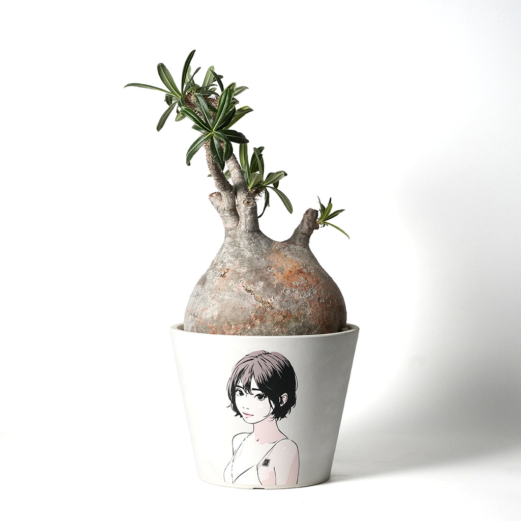 パキポディウム グラキリス – VALIANT GALLERY ONLINE