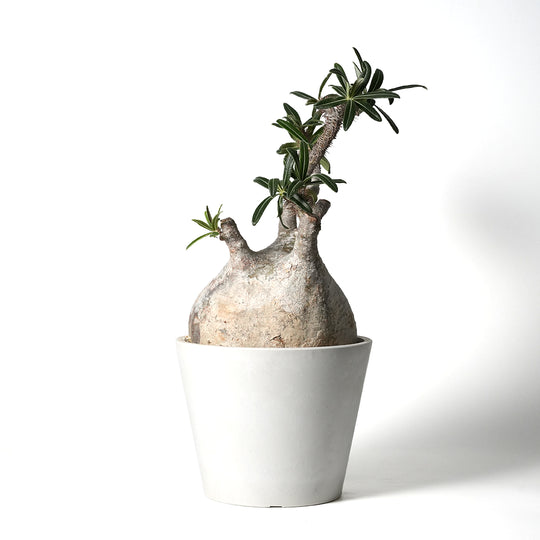 パキポディウム グラキリス