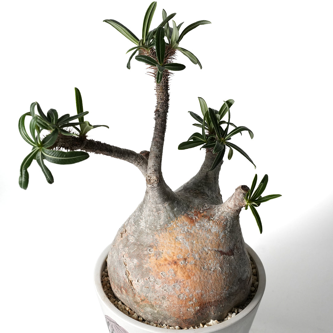 パキポディウム グラキリス