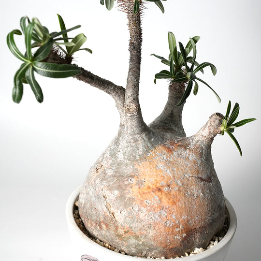 パキポディウム グラキリス