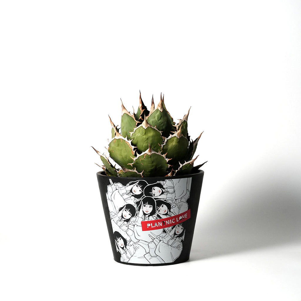 ✨レア✨️ PH-BLACK オリジナルラベル付き ペキヘミアロエ 多肉植物 多肉植物：アガベ オテロイ シエラミクステカ FO-076*幅24cm